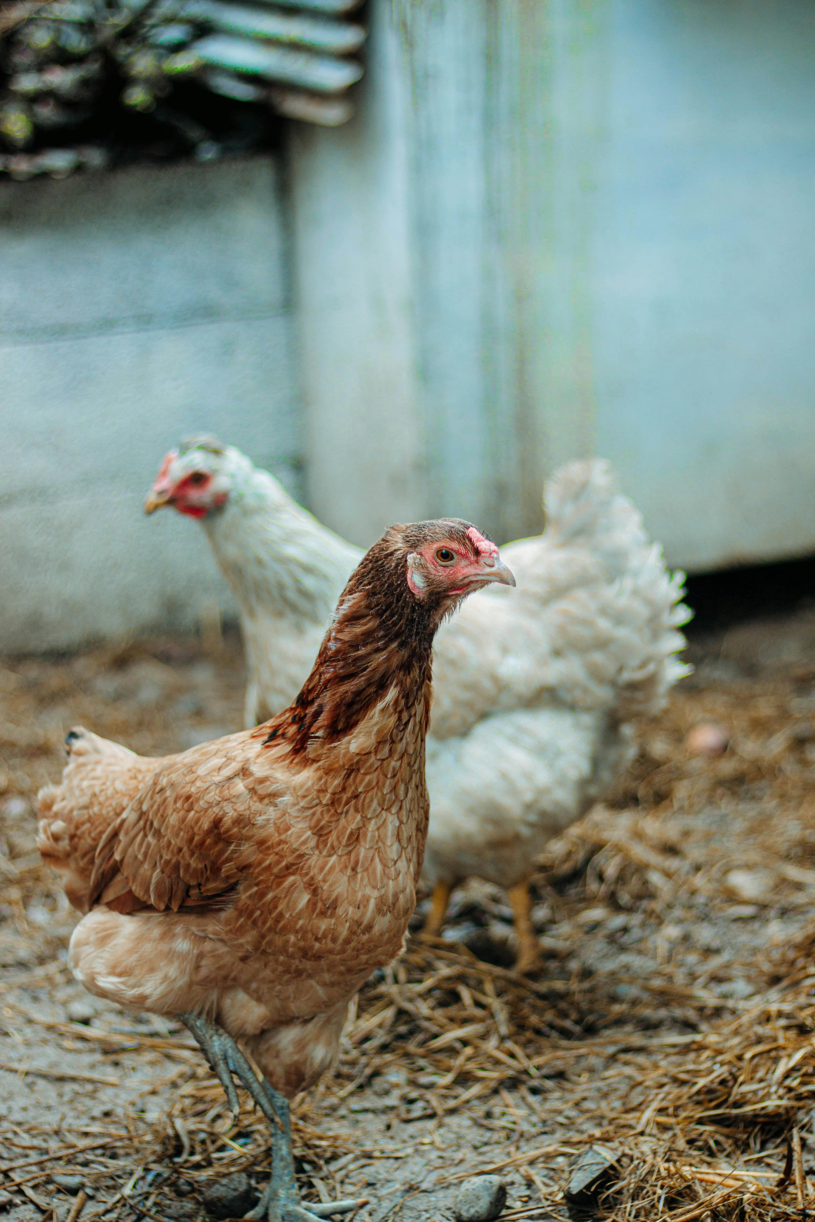 Fresh Organic Chicken